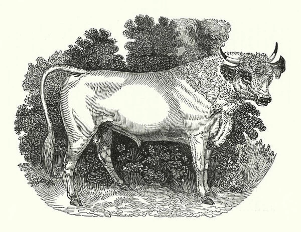 Chillingham Cattle (engraving)