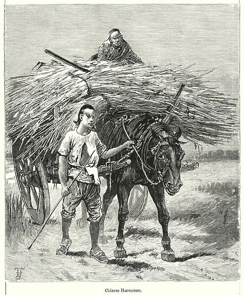 Chinese Harvesters (engraving)