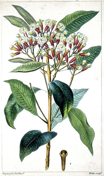 Clove tree and clove, middle of the 19th century (lithograph)