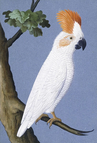 Cockatoo, 1750-1800 (pen, ink, and watercolour)