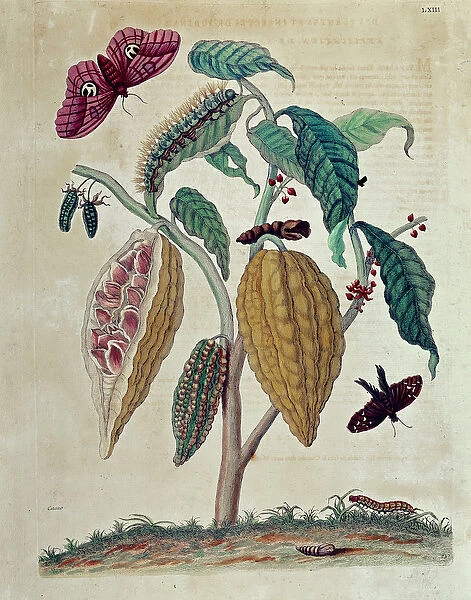 Cocoa - in 'General History of Insects of Suriname and All Europe'
