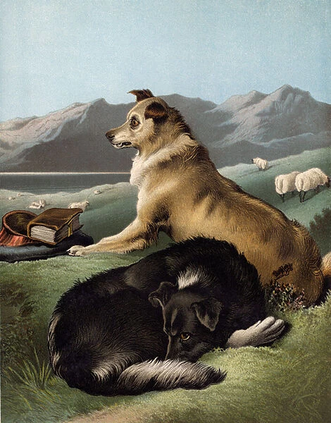 Collie dogs (chromolitho)