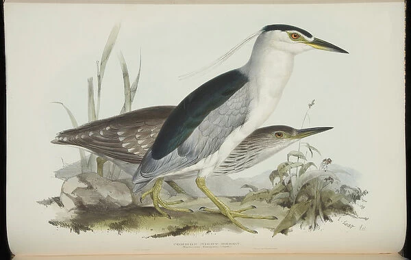 Common Night Heron, from The Birds of Europe by John Gould, 1837 (colour litho)