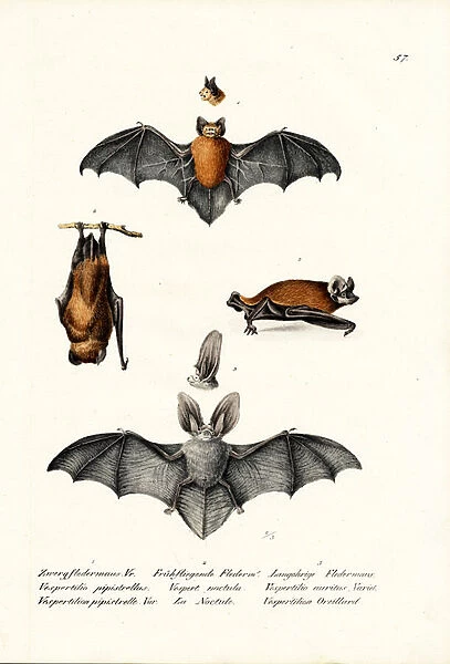 Common Pipistrelle, 1824 (colour litho)