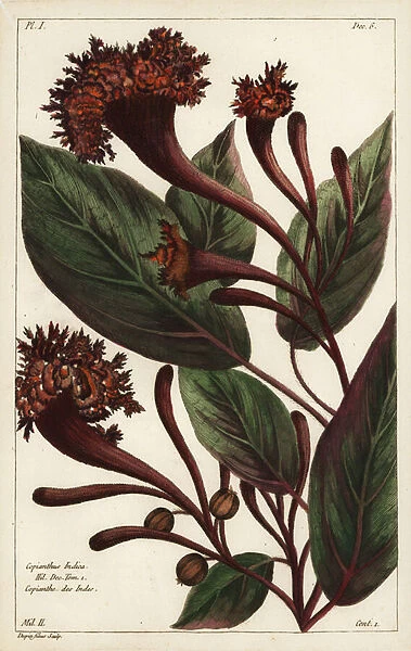 Cornucopian shrub, Copianthus indica, Hil