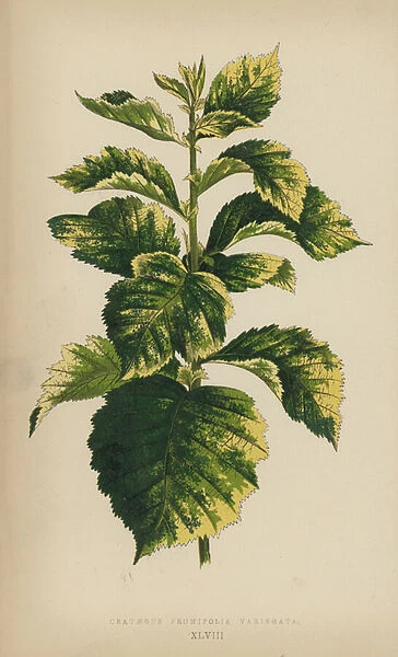 Crataegus Prunifolia Variegata (chromolitho)