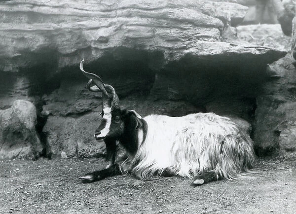 A Curly-horned Goat at London Zoo, June 1922 (b  /  w photo)