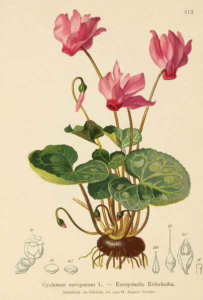 Cyclamen (Cyclamen europaeum) (colour litho)
