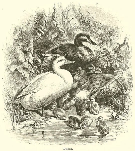 Ducks (engraving)