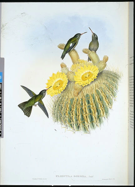 Dusky Humming Bird (Phaeoptila Sordida) (hand-coloured litho)