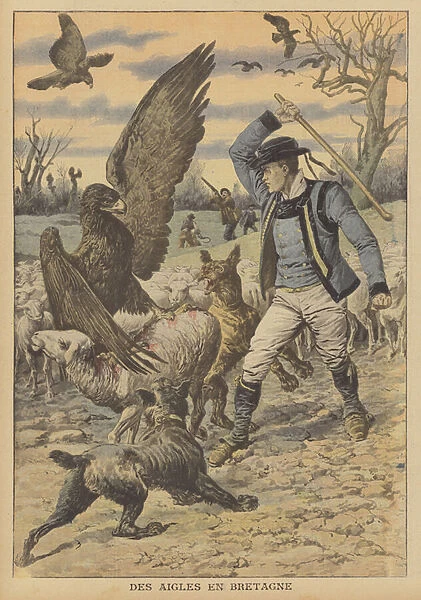 Eagles attacking a flock of sheep in Brittany (colour litho)