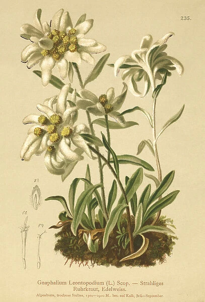 Edelweiss (Gnaphalium Leontopodium, Leontopodium alpinum