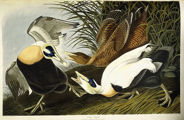 Eider Duck, Male and Female, 1835 (hand-coloured etching with aquatint engraving)