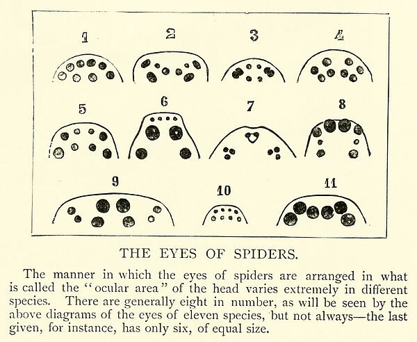 The Eyes of Spiders (engraving)