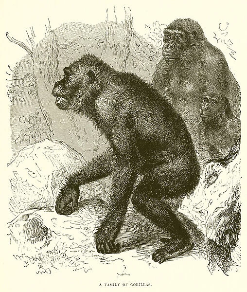 A Family of Gorillas (engraving)