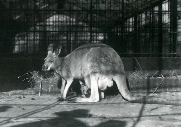 A female  /  doe  /  flyer  /  jill red kangaroo with her young or joey in her pouch