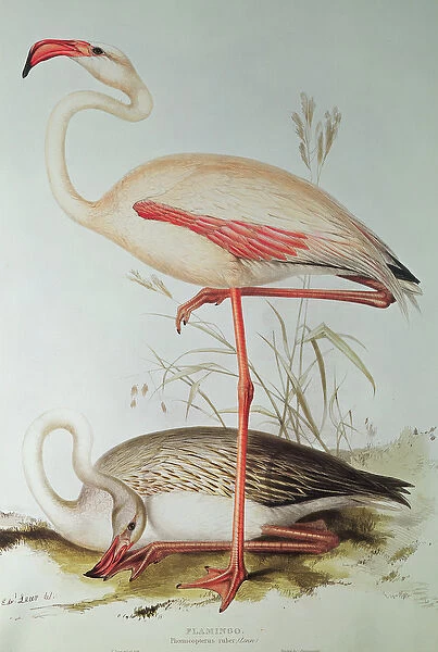 Flamingo. BAL4819 Flamingo by Lear, Edward (1812-88); Private Collection; English
