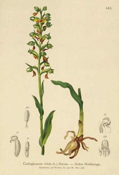 Frog Orchid (Coeloglossum viride) (colour litho)