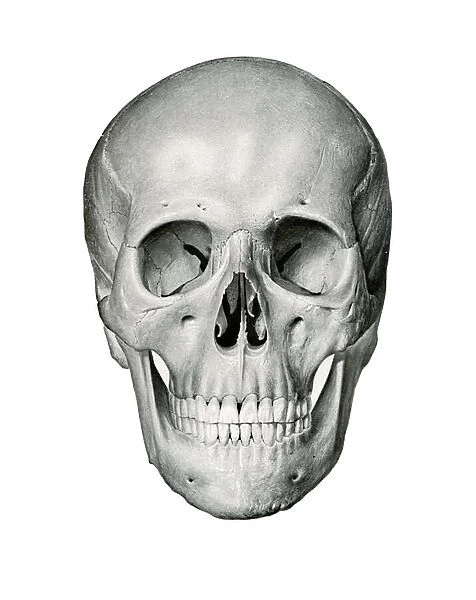 Frontal View of Human Skull, 1917 (lithograph)