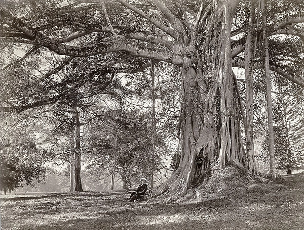 A gentleman sitting beneath a large native tree in British Ceylon, now called Sri Lanka