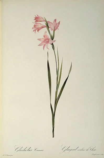 Gladiolus Carneus, from Les Liliacees, 1804 (coloured engraving)