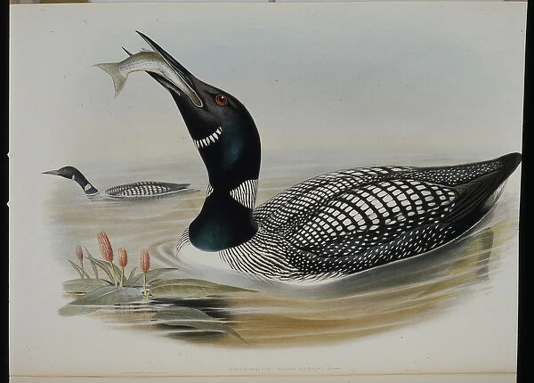 Great Northern Diver (Colymbus Glacialis) (hand-coloured litho)