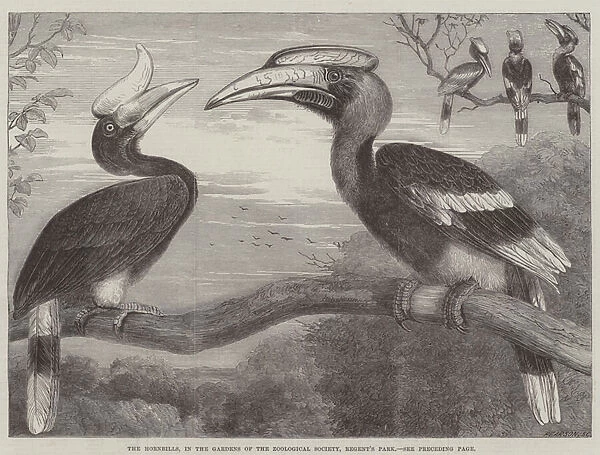 The Hornbills, in the Garden of the Zoological Society, Regents Park (engraving)
