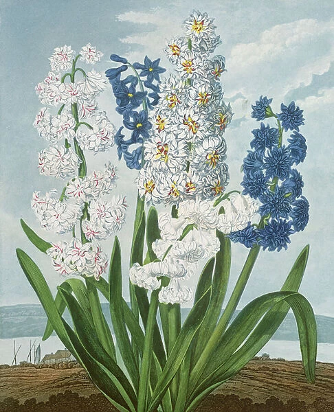 Hyacinths, engraved by Warner, from The Temple of Flora by Robert Thornton, pub