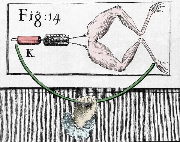 Illustration of experiments by Luigi Galvani, Italian physicist and physician