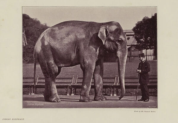 Indian Elephant (b  /  w photo)