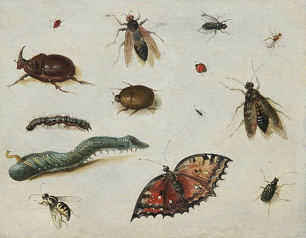 'Insectes'(Insects) Peinture de Jan Van Kessel l