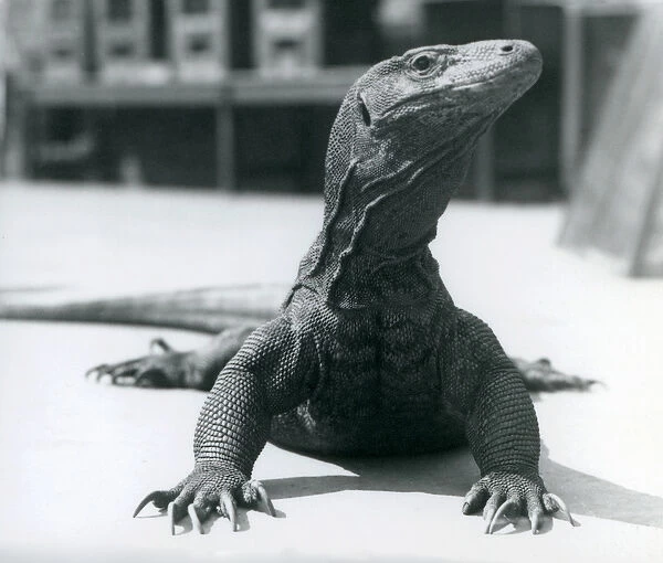 A Komodo Dragon at London Zoo, August 1928 (b  /  w photo)