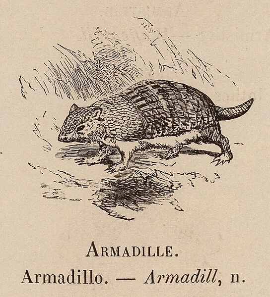 Le Vocabulaire Illustre: Armadille; Armadillo; Armadill (engraving)