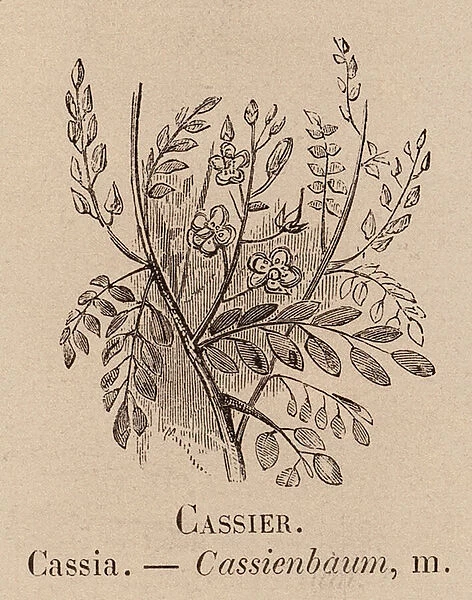 Le Vocabulaire Illustre: Cassier; Cassia; Cassienbaum (engraving)