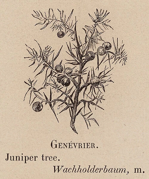 Le Vocabulaire Illustre: Genevrier; Juniper tree; Wachholderbaum (engraving)
