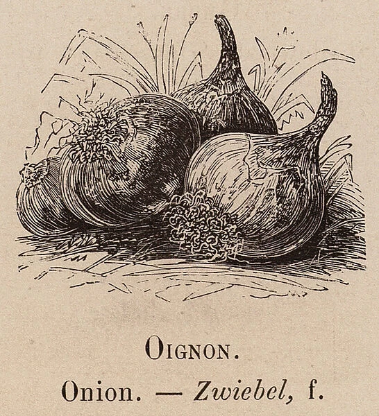 Le Vocabulaire Illustre: Oignon; Onion; Zwiebel (engraving)