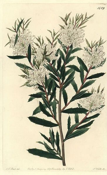 Linar-leaved hakea, Hakea linearis. Handcoloured copperplate engraving by S. Watts after an illustration by J. T. Hart from Sydenham Edwards Botanical Register, Ridgeway, London, 1832