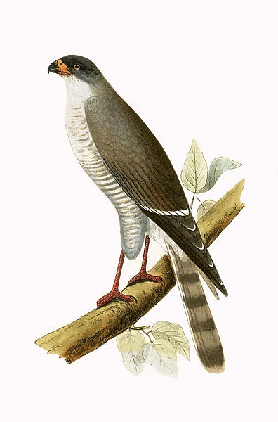 Little Red Billed Hawk, illustration from A History of the Birds of Europe Not Observed in the British Isles by Charles Robert Bree (1811-86), published 1867 (colour litho)