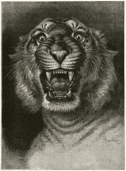 Man-eating tiger (engraving)