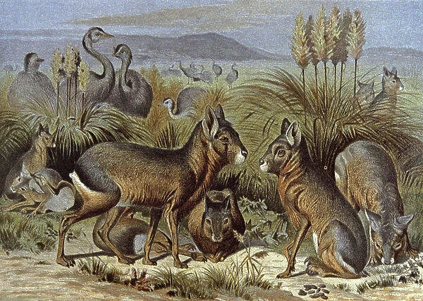 Mara or Patagonia Hare, 1884 (illustration)