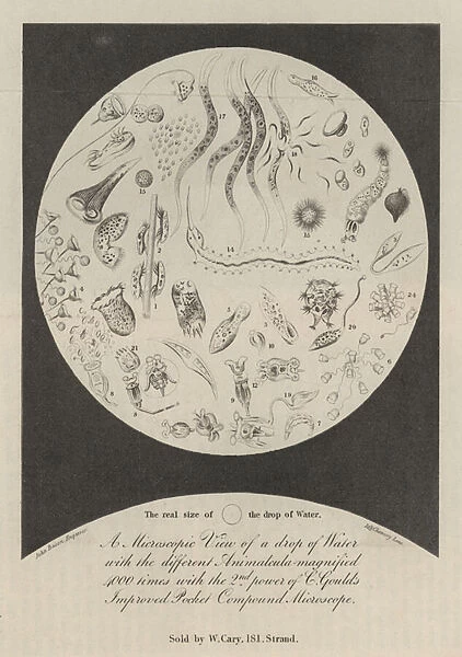 A Microscopic View of a drop of Water (engraving)