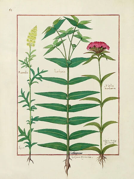 Ms Fr. Fv VI #1 fol. Reseda, Euphorbia and Dianthus, Illustration from the Book