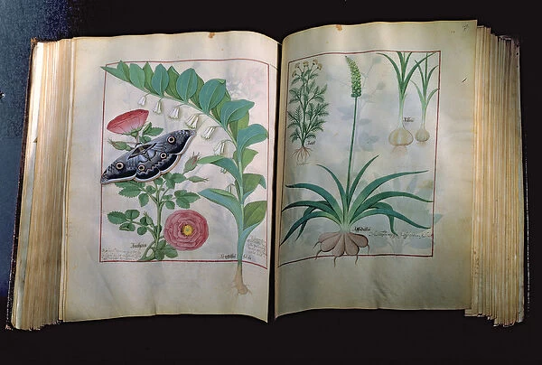 Ms Fr. Fv VI #1 Two pages depicting Rose and Garlic, from The Book of Simple