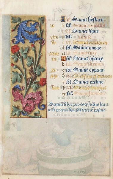 MS Lewis EM 11: 22v Flower Panel with acanthus, pink and caterpillar