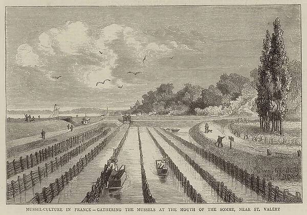 Mussel-Culture in France, gathering the Mussels at the Mouth of the Somme, near St Valery (engraving)