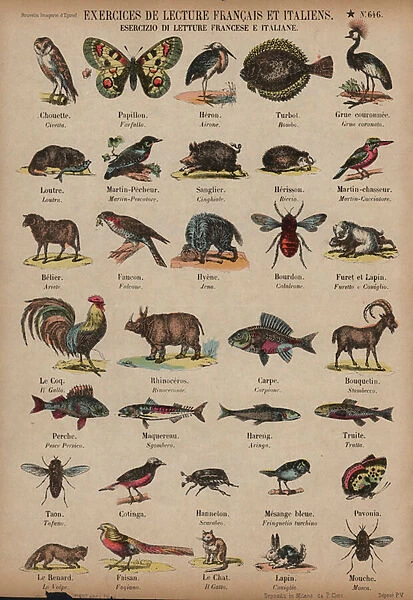 Names of animals in French and Italian (coloured engraving)