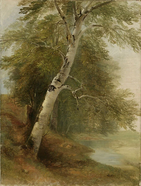 Nature Study: A Birch Tree, 1860 (oil on canvas)