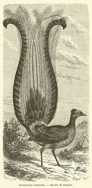 Oiseau-lyre, menure (engraving)