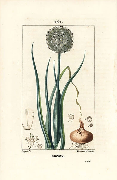 Onion - Onion, Allium cepa, with flower, leaf, bulb and roots. Handcoloured stipple copperplate engraving by Lambert Junior from a drawing by Pierre Jean-Francois Turpin from Chaumeton, Poiret and Chamberets 'La Flore Medicale