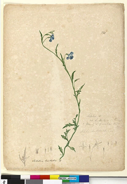 Page 130. Lobelia hostata  /  Lobelia gracilis, c. 1803-06 (w  /  c, pen, ink and pencil)